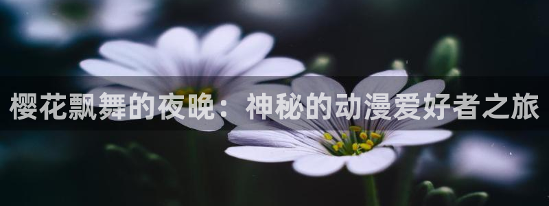 韩漫漫画正版网：樱花飘舞的夜晚：神秘的动漫爱好者之旅